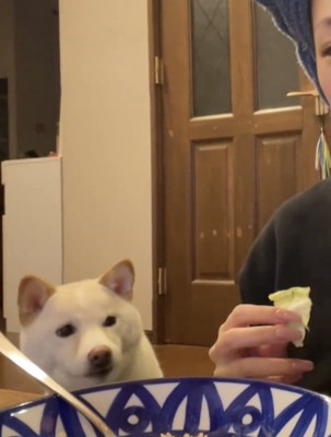 キャベツを見る犬