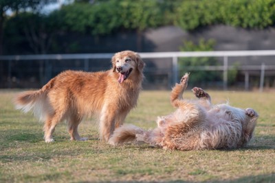 芝生の上で遊ぶ2頭のゴールデン