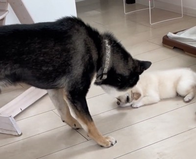 子犬に近づく犬