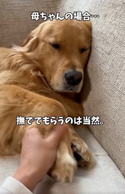 お母さんに撫でられるアルトくん