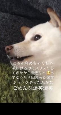 固まる犬