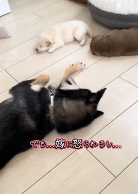 子犬のそばで寝転ぶ犬