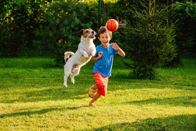 ボールで遊ぶジャックラッセルと少年