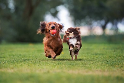 並んで走る2頭の犬