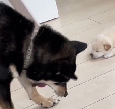 口を開ける犬