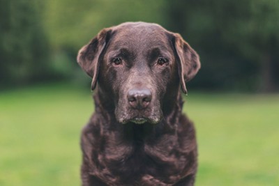 真剣な表情で正面を見つめる犬