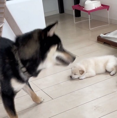 顔を振る犬
