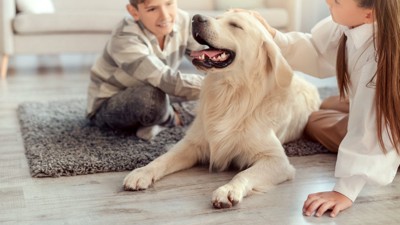 部屋で撫でられて嬉しそうな大型犬