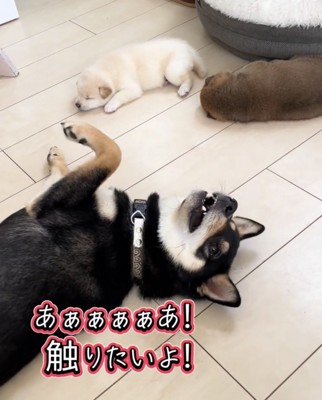 仰向けになる犬