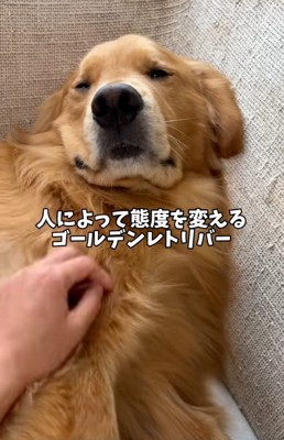 ゴールデンレトリバーのアルトくん