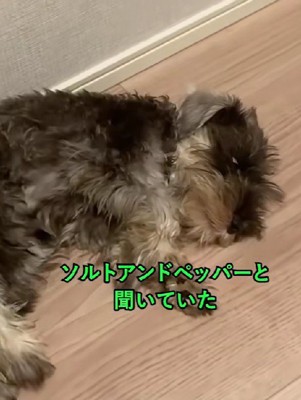 このまま成犬になるのかな?