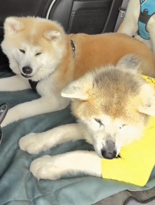 並んで伏せる犬たち