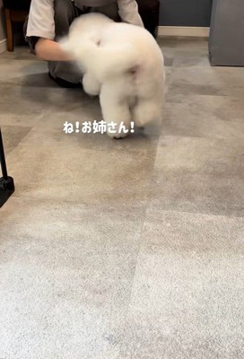 再びお姉さんのもとへ