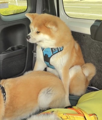 兄弟に囲まれる犬