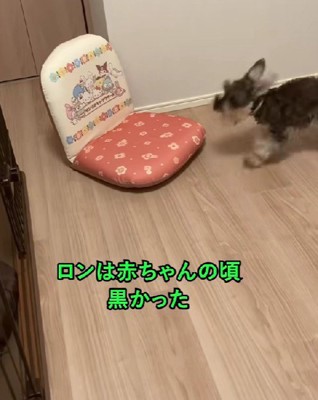 ふわふわの黒い毛が可愛い