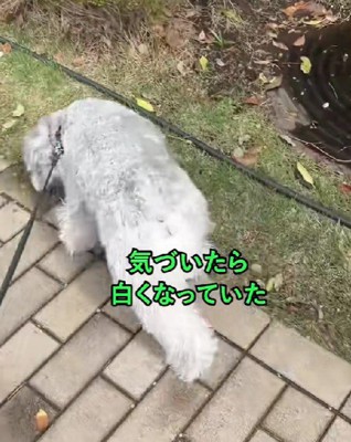 真っ白になっちゃった!!