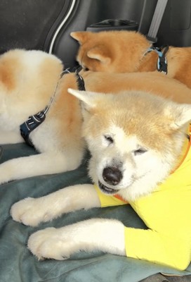 隙間に収まる犬
