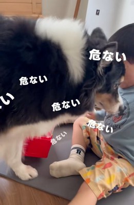 パンに近づくレアちゃん＆＆危機一髪！？
