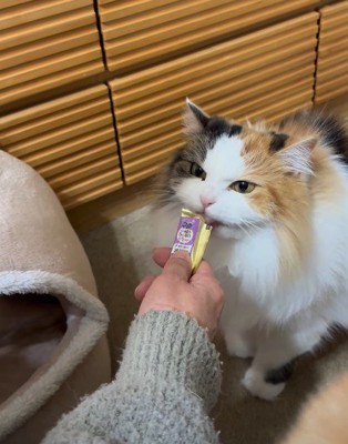 ごほうびは猫さん用