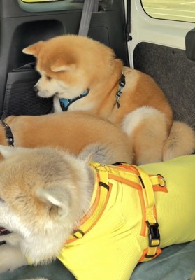 隙間を見つめる犬