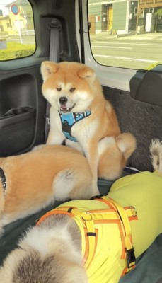 狭い場所で笑う犬