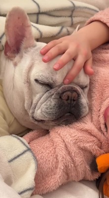 目を閉じた犬の額を撫でる女の子