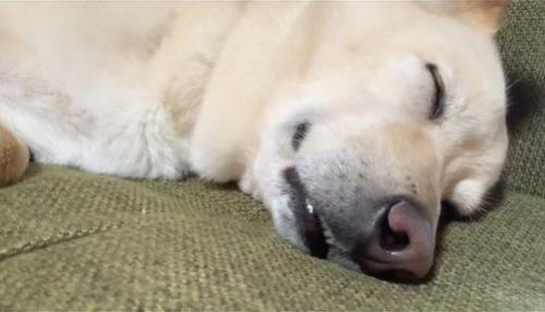 眠る保護犬