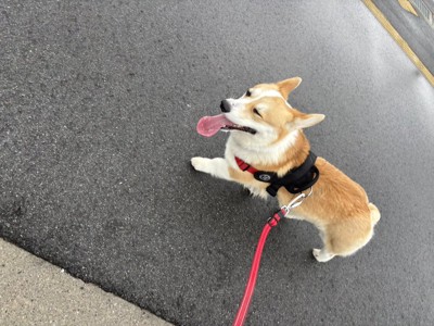 ニコニコ