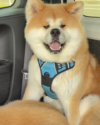 笑顔で座る犬