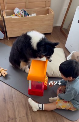 パンを狙うレアちゃん