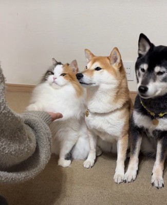 前足を乗せて…