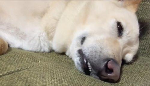 目を覚ました保護犬