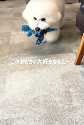 おもちゃを持ってきました♪