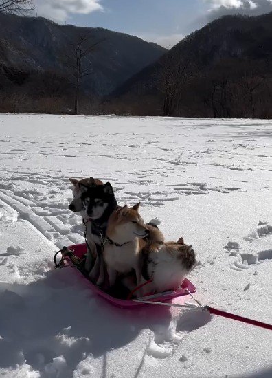 みんなでソリに乗ることも
