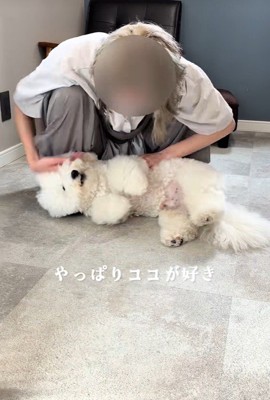 甘えん坊全開でゴロン♡