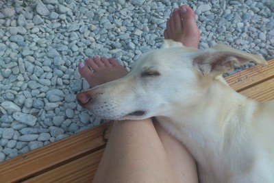 足の上に顔を乗せて眠る犬