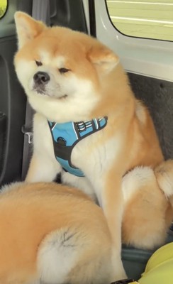 目を細める犬