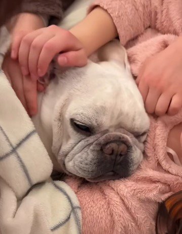 女の子の腕枕で眠りそうになっている犬