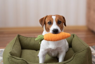 にんじんのおもちゃをくわえる犬