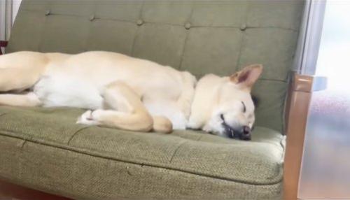 眠っている保護犬