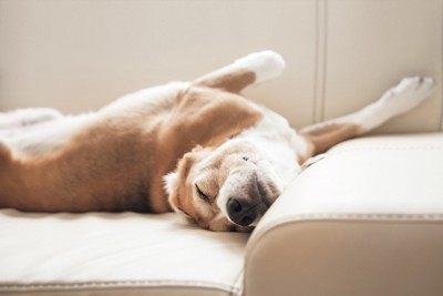 仰向けになっている犬