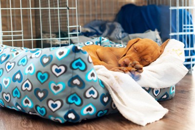 犬用ベッドで寝る犬