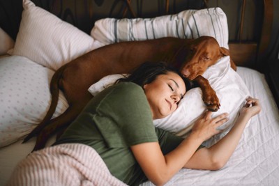 女性の枕元で寝る犬