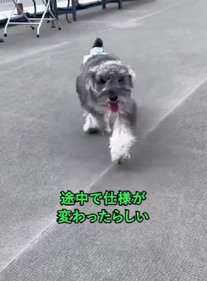淡いグレーのような色合いに…