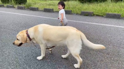 ゆっくり歩いてくれるゴンちゃん