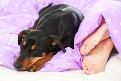 眠る犬と人間の足
