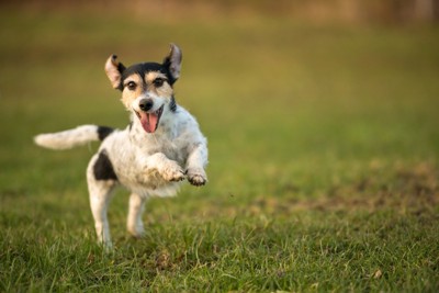 跳ねてる犬