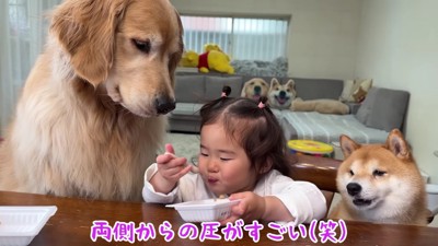 気にしないほのちゃん