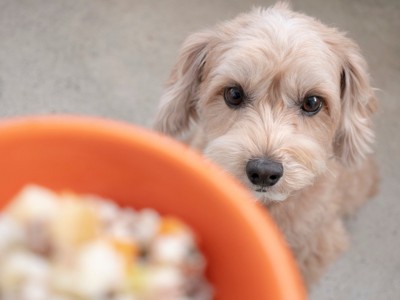 ペットフードを見上げる犬