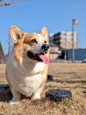 キリッ